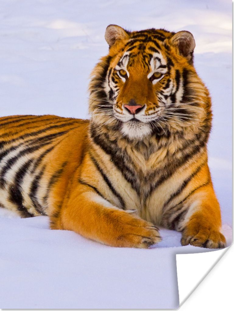 MuchoWow Poster Tiger - Schnee - Winter - Tiere 90x120 cm - Wohnzimmer