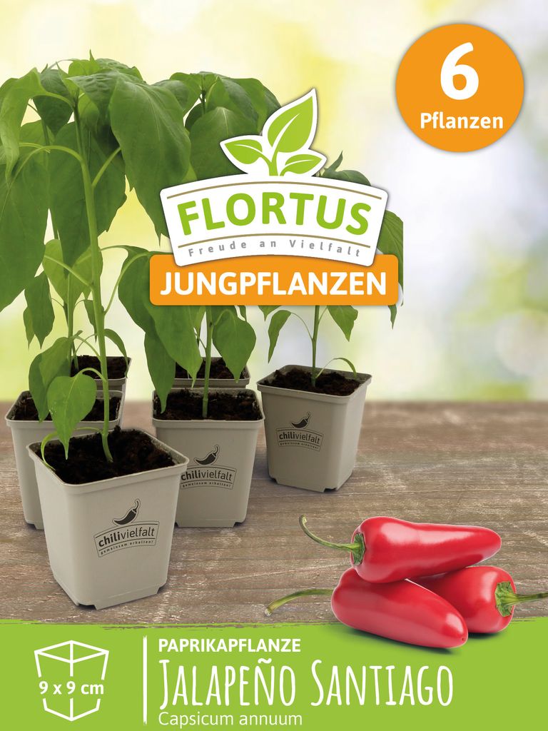 Paprikapflanze Jalapeno Santiago | Paprikapflanzen von FLORTUS, Menge:6 Pflanzen
