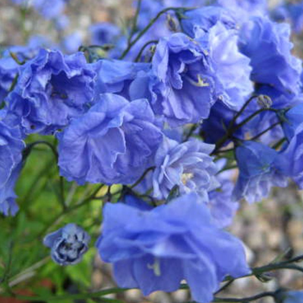 6 x Niedliche Glockenblume - Campanula coclearifolia 'Baby Blue' | Topf 9cm x 9cm