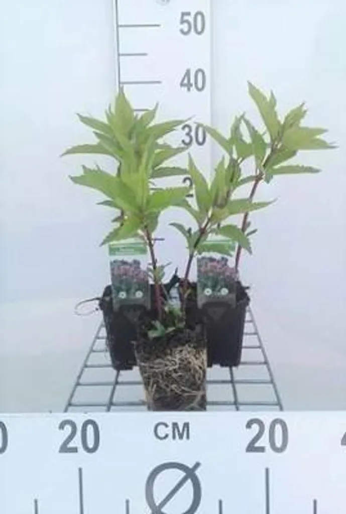 Eupatorium maculatum pour Zones Humides - Pack de 6 Plants en Pot