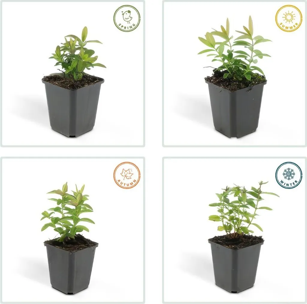 Plants by Frank : 24 Millepertuis Hypericum calycinum, couvre-sol rustique