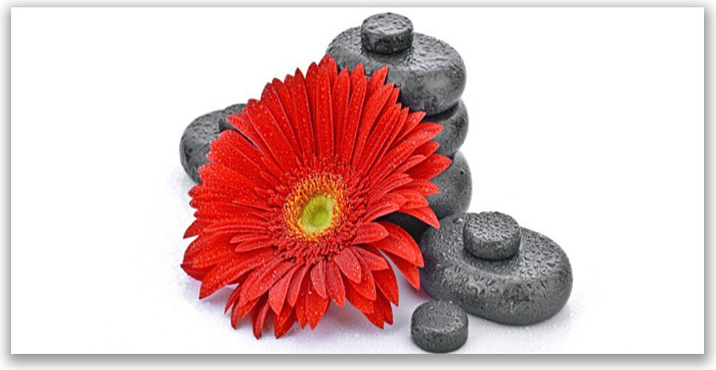 Glasbilder 140x70 Wandbild Druck auf Glas Blume Steine Pflanzen