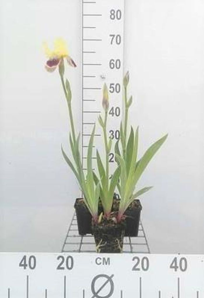 6 x Iris (germ.) 'Nibelungen' - Schwertlilie - Topf 9 x 9 cm