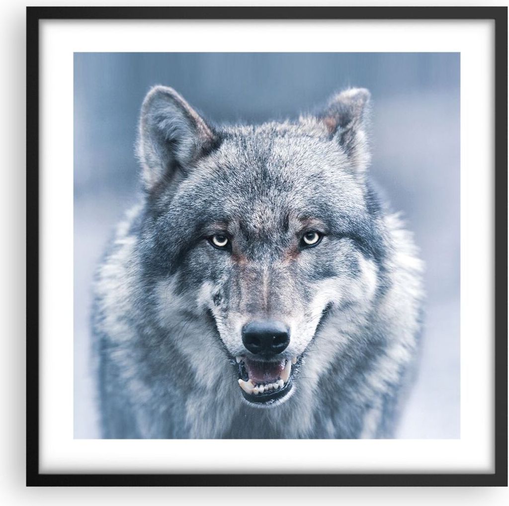 Gerahmtes Poster - Schwarzer Rahmen - Wolf Raubtier Wildheit - 50x50 cm - Wand Bild - Wanddeko - Wandbilder - Kunstposter - Wandposter - Bilderrahm...