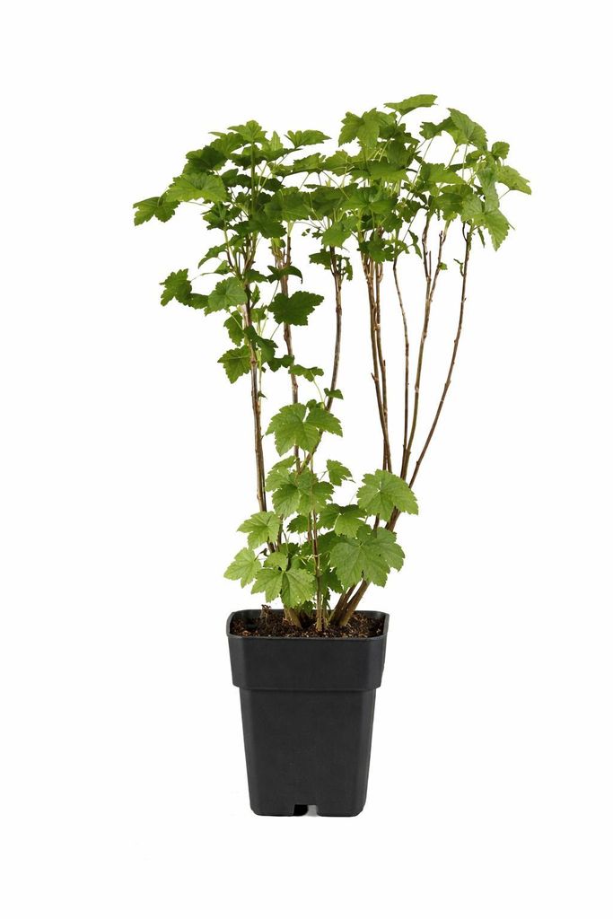 Ribes nero Ben Nevis 50-60 cm – Ribes nigrum, bacche Immagine del prodotto 