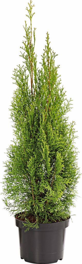 Dehner Thuja Smaragd, Palette mit 80 Stück, ca. 60-80 cm, 5 l Topf, Heckenpflanze