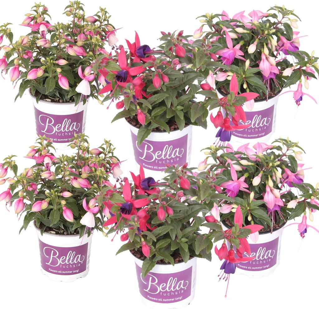 Bloomique - 6er-Mix - Aufrechte Fuchsien - Glockenblume - Farb-Mix - Beetpflanzen - Gartenpflanzen - 15-20 cm Hoch - Topf 10,5 cm