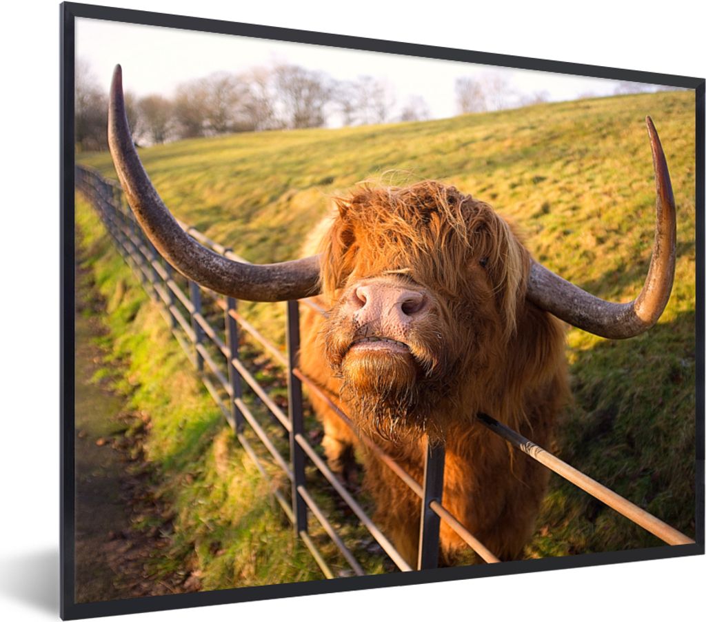 MuchoWow Gerahmtes Poster Scottish Highlander - Zaun - Gras 80x60 cm - Poster mit Schwarzem Bilderrahmen Wandposter Rahmen Foto Bilder - Schwarze...