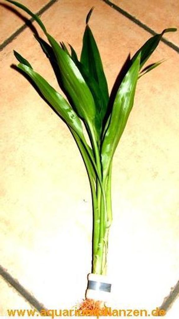 1 Bund Dracenae grüner Drachenbaum, Sumpfpflanze