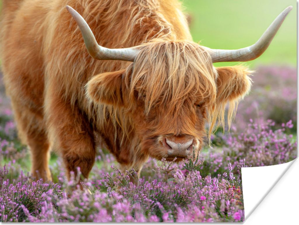 MuchoWow Poster Schottischer Highlander - Lila - Blumen 160x120 cm - Foto Plakat