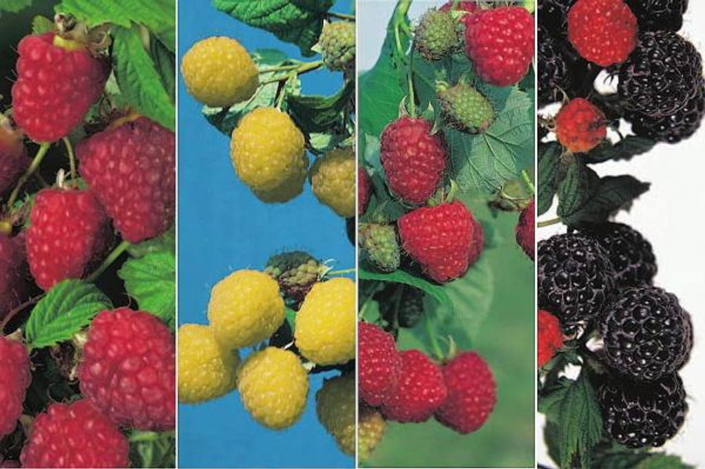 Himbeeren 4-Sorten Kombination 2 x rote - 1 x gelbe und 1 x schwarze Himbeerenpflanzen