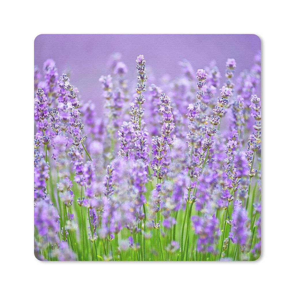 MuchoWow Mauspad Mousepad Nahaufnahme des violetten wilden Lavendels 20x20 cm - Mousepads - Maus Mat - Pad - Mausunterlage - Desk Mat - Bureauart...