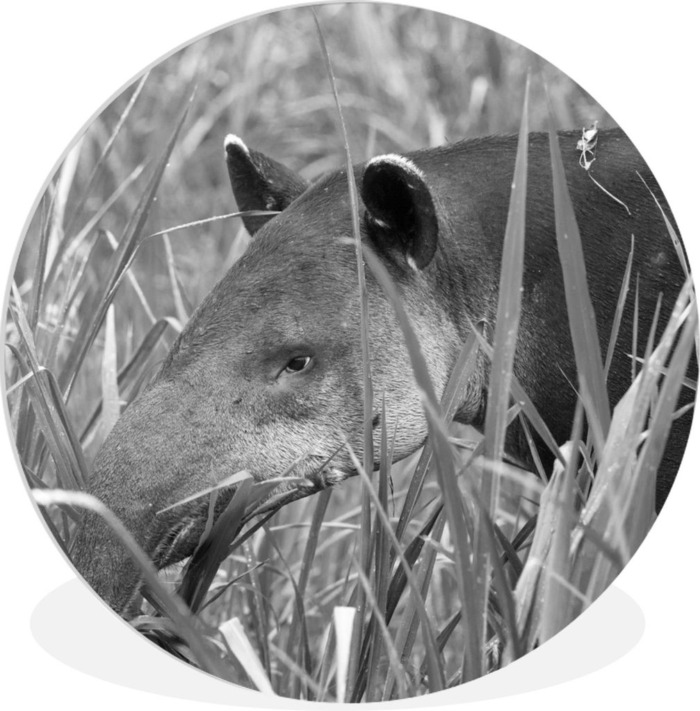 MuchoWow Rundes Wandbild - Runde Bilder Mittelamerikanischer Tapir im Nationalpark von Costa Rica in schwarz-weiß Ø 90 cm Kreis Wanddekoration ...