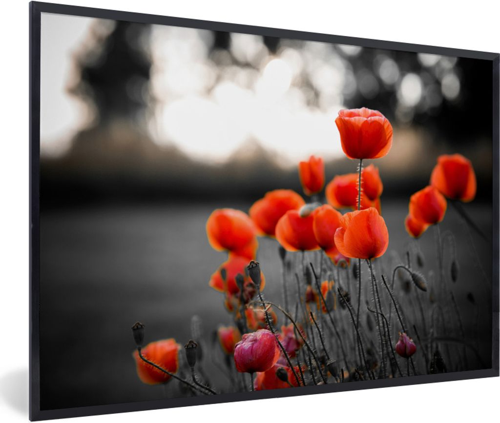 MuchoWow Gerahmtes Poster Wilde rote Mohnblumen in einem großen Feld mit einem schwarzen und weißen Hintergrund 90x60 cm - Poster mit Schwarzem...