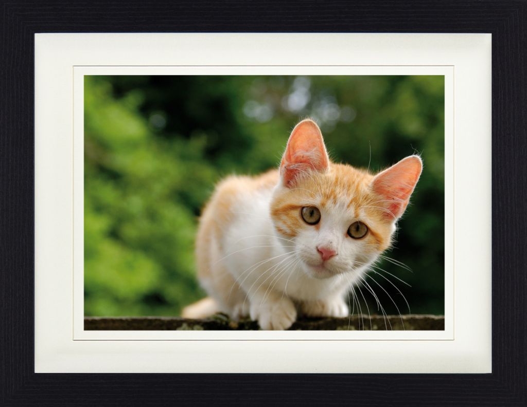 Katzen Gerahmtes Bild Mit Edlem Passepartout | Wand-Bilder | Im Bilderrahmen - Rot-Weiß Getigertes Hauskätzchen, Aufmerksam (30 x 40 cm)
