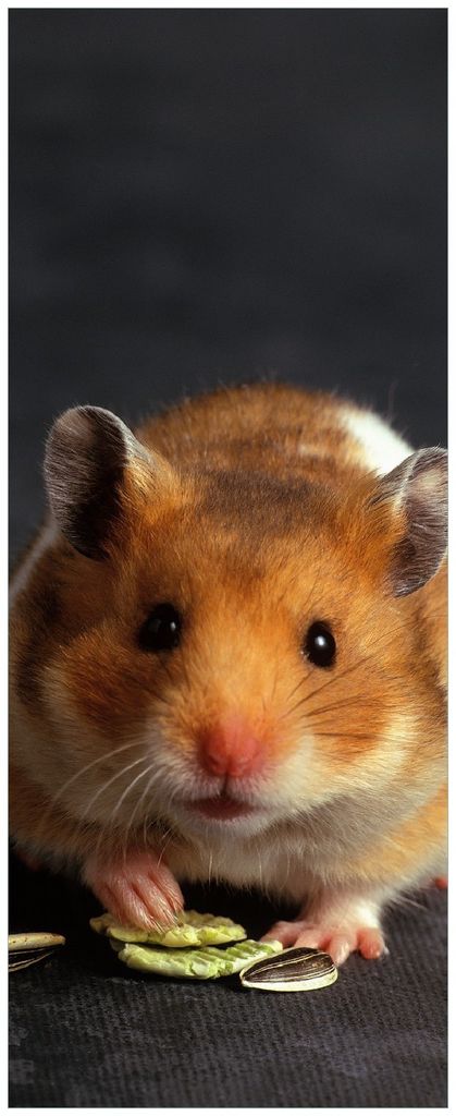 Wallario Memoboard Magnettafel aus Glas, Größe 32 x 80 cm, Motiv Putziger Hamster mit Nüssen zwischen den Pfoten