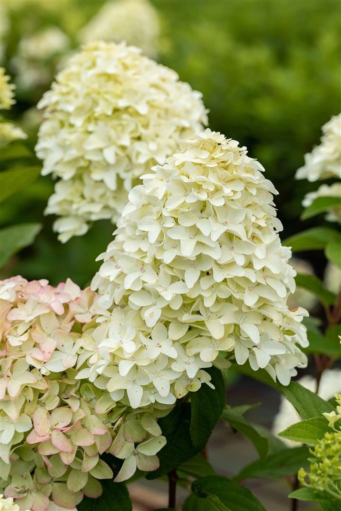 Hydrangea paniculata 'Magical Candle', Rispenhortensie, cremeweiß, 40–60 cm