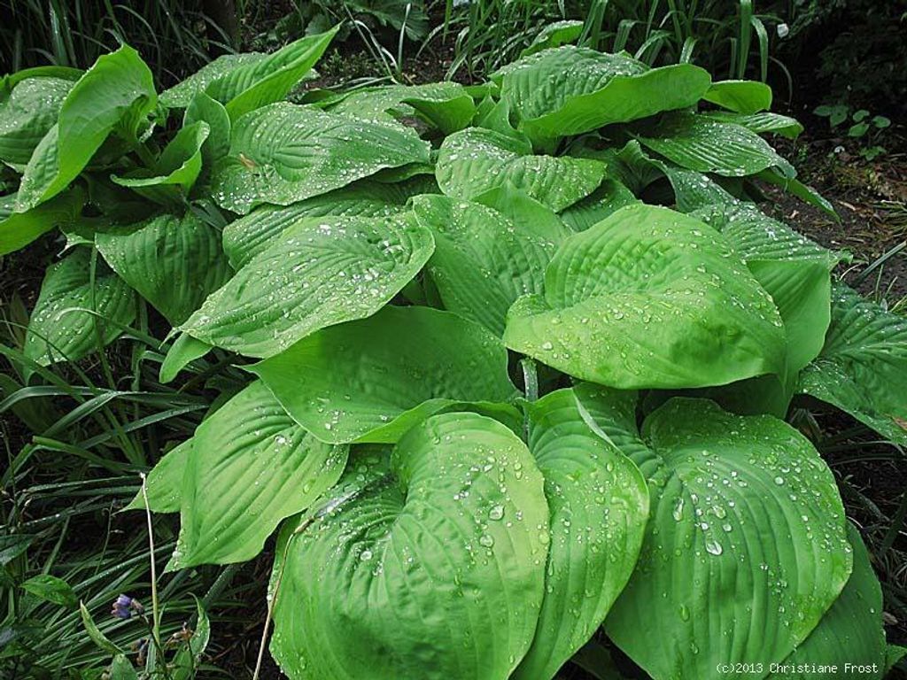Funkie / Hosta Sum and Substance, großlaubig, Co. 3 L
