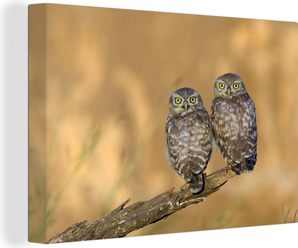 OneMillionCanvasses - Leinwandbilder - 140x90 cm, Eulenpaar, Wandbilder Kunstdruck Wanddekoration - Foto auf Leinwand - Gemälde auf Holzrahmen
