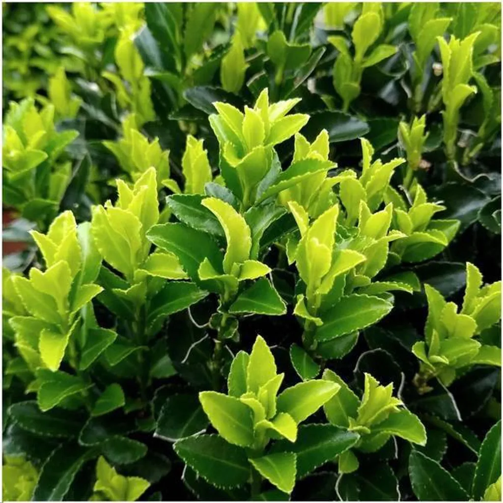 Euonymus Green Spire résistant - Haie persistante et dense 6 plants
