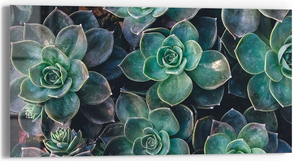 DEQORI Glasbild Echtglas 60x30 cm 'Sukkulente Pflanzen' Wandbild Bild modern Deko