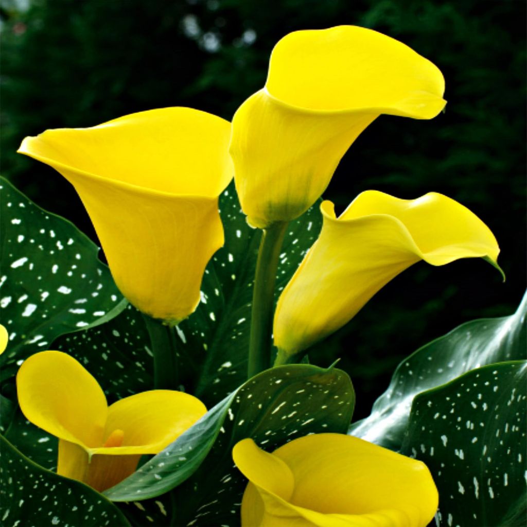 Zantedeschia Calla Kalla Kalia Gialla 1 pz Bulbi da fiore Immagine del prodotto 