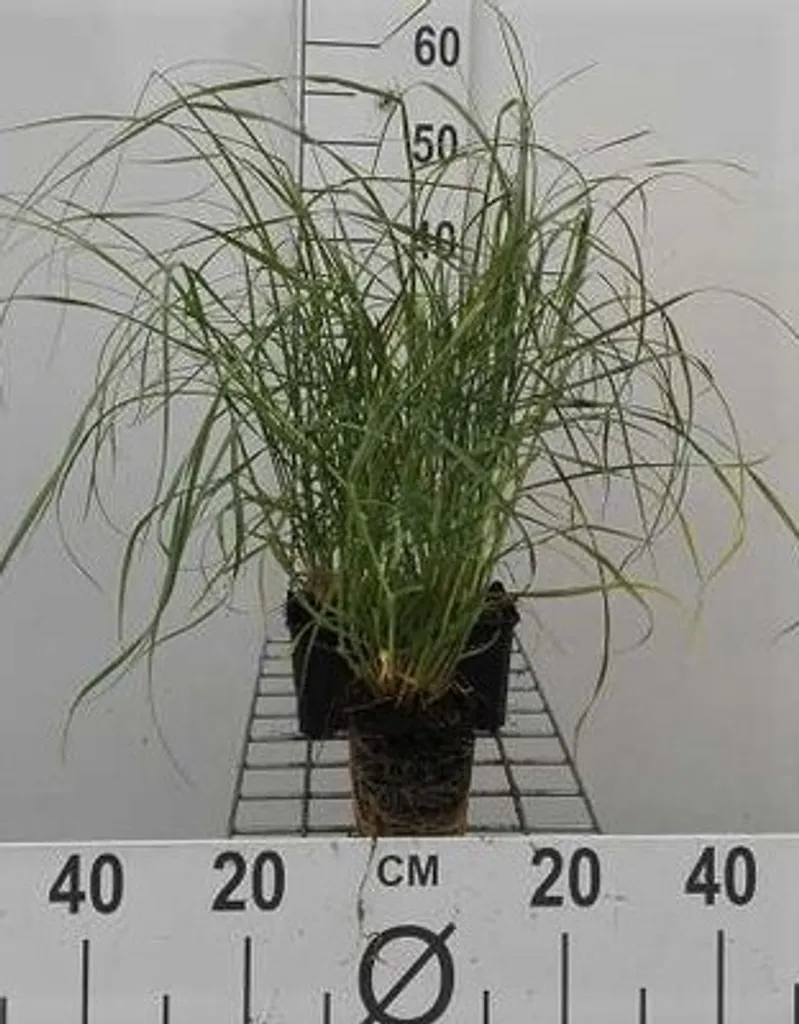 Pennisetum villosum pour massifs et terrasses - Lot de 6 pots de 9cm