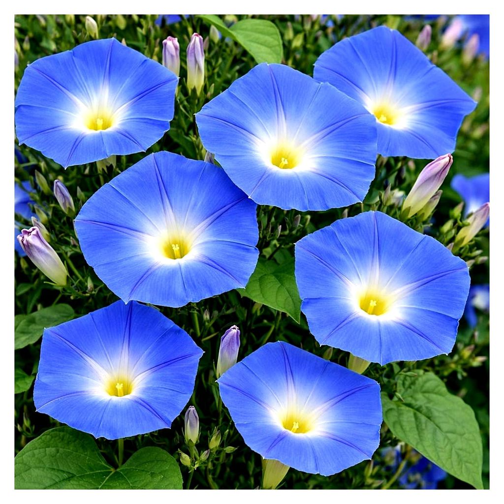 Prunkwinde Heavenly Blue – Ipomoea tricolor – Starke Kletterpflanze mit himmelblauen Blüten – 50 Samen