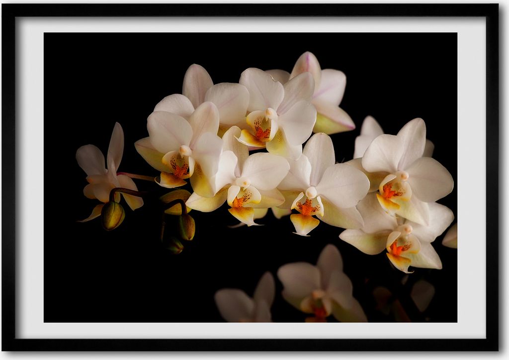 Bild - Bilder - Bilderrahmen - 70 cm x 50 cm - MDF-Rahmen, Wandkunst Orchidee