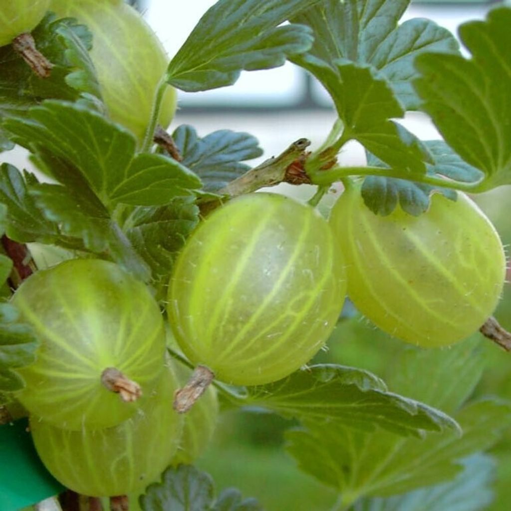 Hinnonmäki rot Hochstamm Stachelbeere sehr guter Geschmack 80-100 cm im Topf
