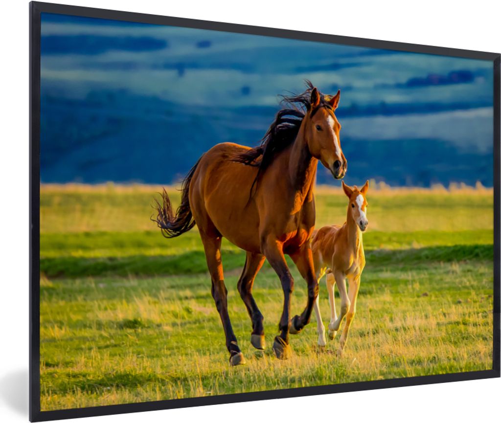 MuchoWow Gerahmtes Poster Pferde - Gras - Tiere - Landschaft - Natur 60x40 cm - Poster mit Schwarzem Bilderrahmen Wandposter Rahmen Foto Bilder -...