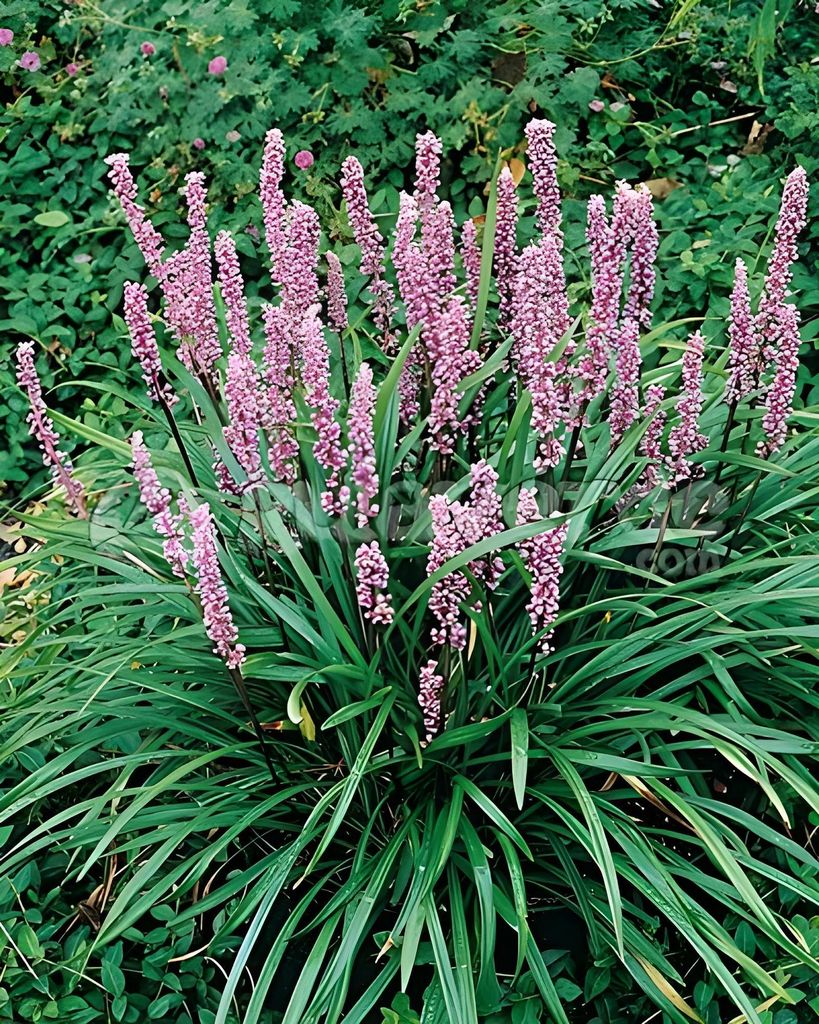 Stauden Gänge 3 x Liriope muscari ‚Samantha' im 1 Liter Topf - Rosa Lilientraube - Stilvolle Akzente für schattige Plätze - Winterhart
