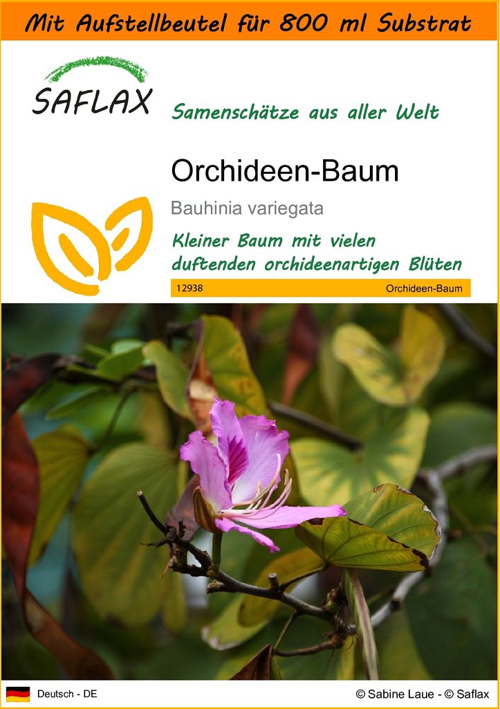 SAFLAX - Garden in the Bag - Orchideen-Baum - 8 Samen - Mit Anzuchtsubstrat im praktischen, selbst aufstellenden Beutel - Bauhinia variegata