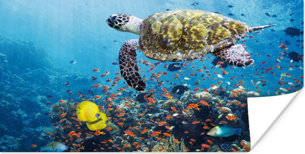 MuchoWow Poster Schildkröte am Korallenriff 40x20 cm - Poster für die Wand - Poster Schlafzimmer