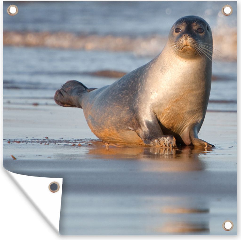 MuchoWow 50x50 cm Outdoor-Poster Gartendeko Sichtschutz Garten Poster für den Garten Robbe am Strand