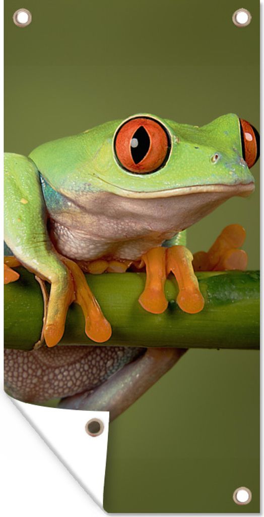 MuchoWow 80x160 cm Outdoor-Poster Gartendeko Sichtschutz Garten Poster für den Garten Frosch - Grün - Zweig