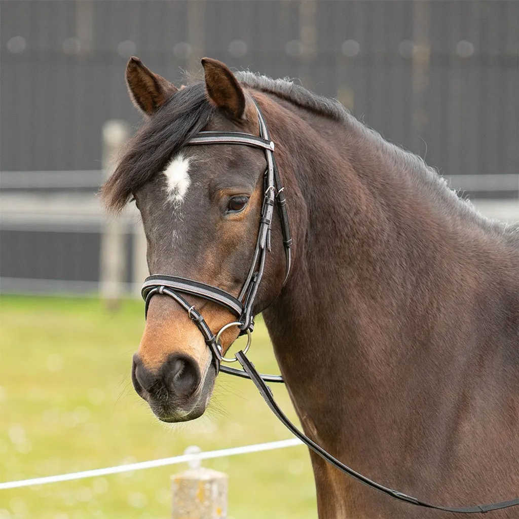 Bridon cuir noir Harry's Horse Two-tone Full pour équitation de loisir et club