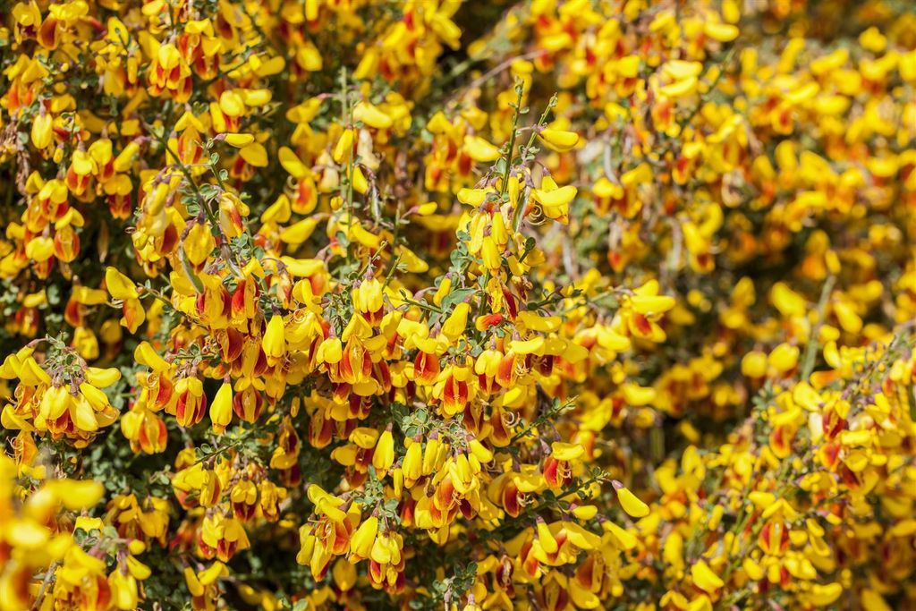 Cytisus scoparius 'Queen Mary', Besenginster, gelb, 60–80 cm
