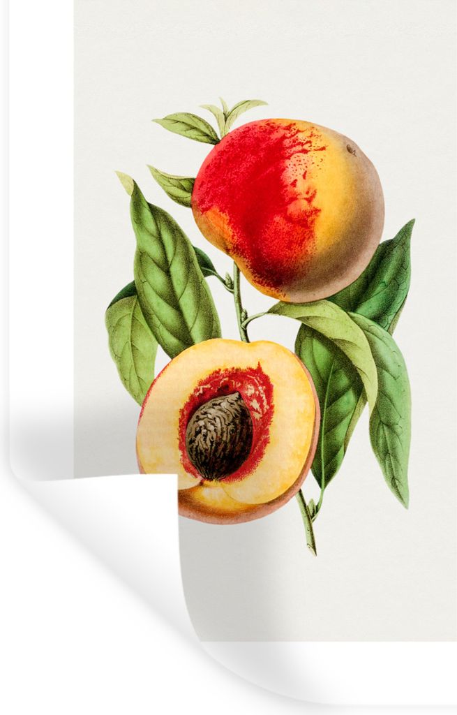 MuchoWow Wandtattoo Wandsticker Wandaufkleber Lebensmittel - Pfirsich - Obst 40x60 cm Selbstklebend und Repositionierbar - Wierderverwendbar - Se...