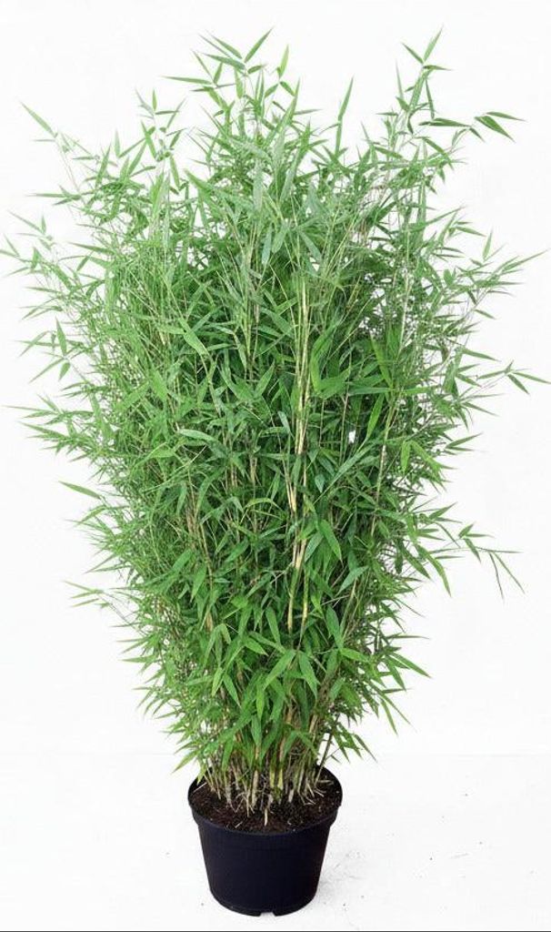 Fargesia murielae ‘Jumbo’ – Gartenbambus immergrün 160–170 Produktbild 