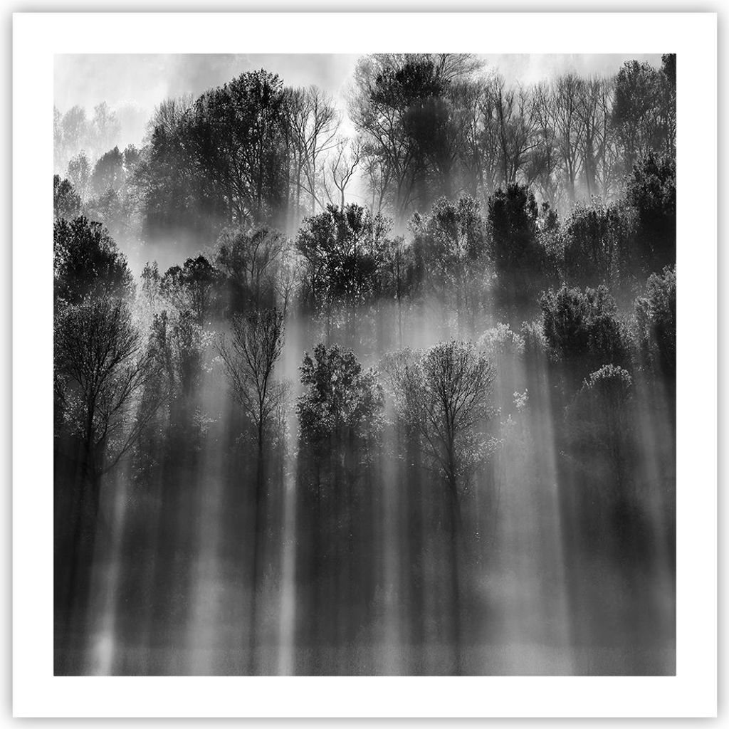 Poster - Poster ohne Rahmen - Bäume drinnen Nebel - 60x60 cm - Wand Bild - Wanddeko - Wandbilder - Kunstposter - Wandposter - Bilder - Kunstdruck ...