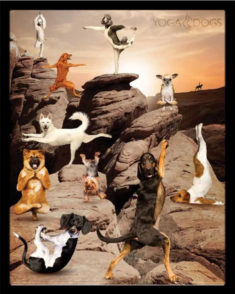 Mini Poster Yoga Dogs Canyon avec Cadre MDF Noir Shinsuke - 40x50 cm
