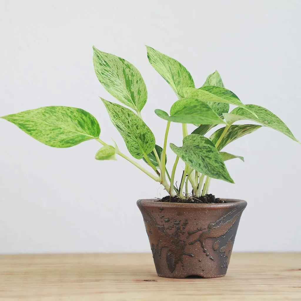 Pot à bonsaï 11 cm avec trou de drainage - Céramique faite à la main