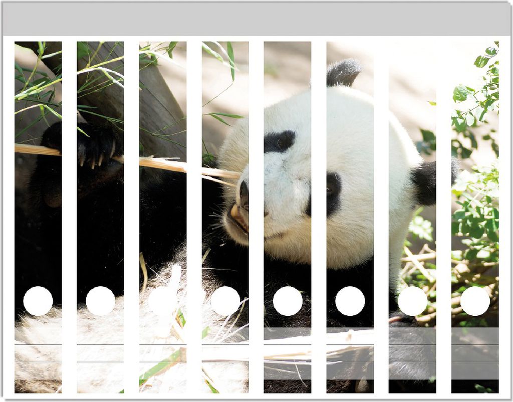 Wallario Ordnerrücken Sticker, selbstklebend für schmale Ordner, 8 Stück, Motiv Panda knabbert an Bambusstücken