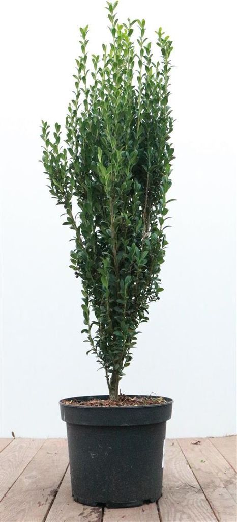 Ilex crenata 'Fastigiata', Japanische Stechpalme, immergrün, 60–80 cm