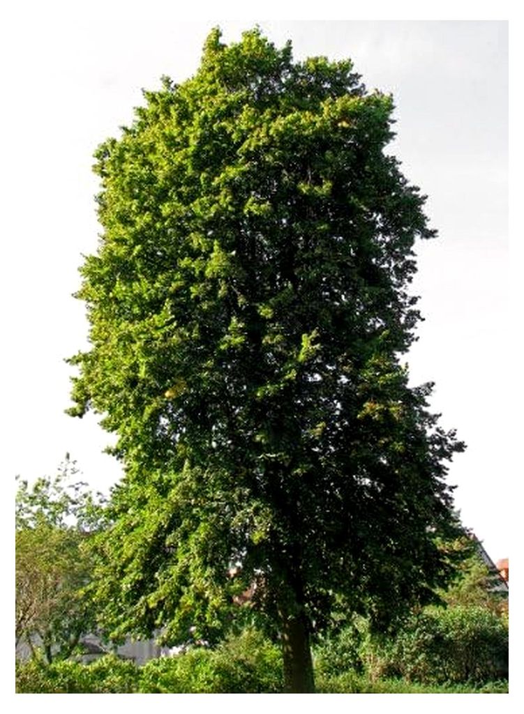 Sommerlinde 20 Samen - Winterhart - Tilia platyphyllos, auch für Bonsai geeignet