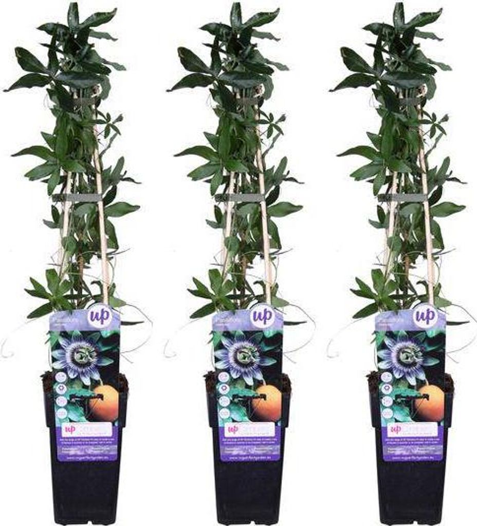 Blaue Passionsblume Passiflora caerulea 3 Pflanzen Ø15cm 65cm hoch Exotische