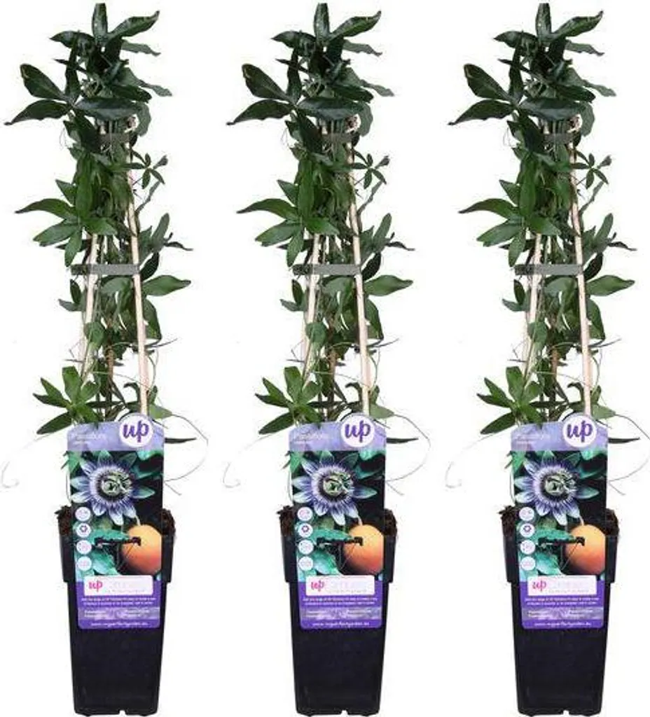 Plante grimpante Passiflore bleue : Set de 3 fleurs de la passion 65cm