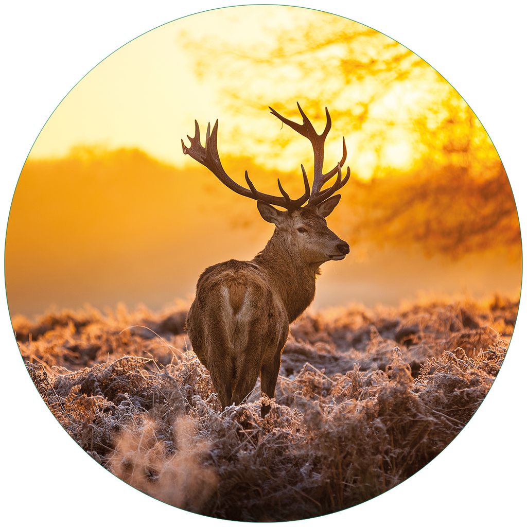 Wallario Premium Glasbild, freischwebende Optik, kräftige Farben, rund 50cm Durchmesser, Motiv stattlicher Rothirsch im Morgengrauen