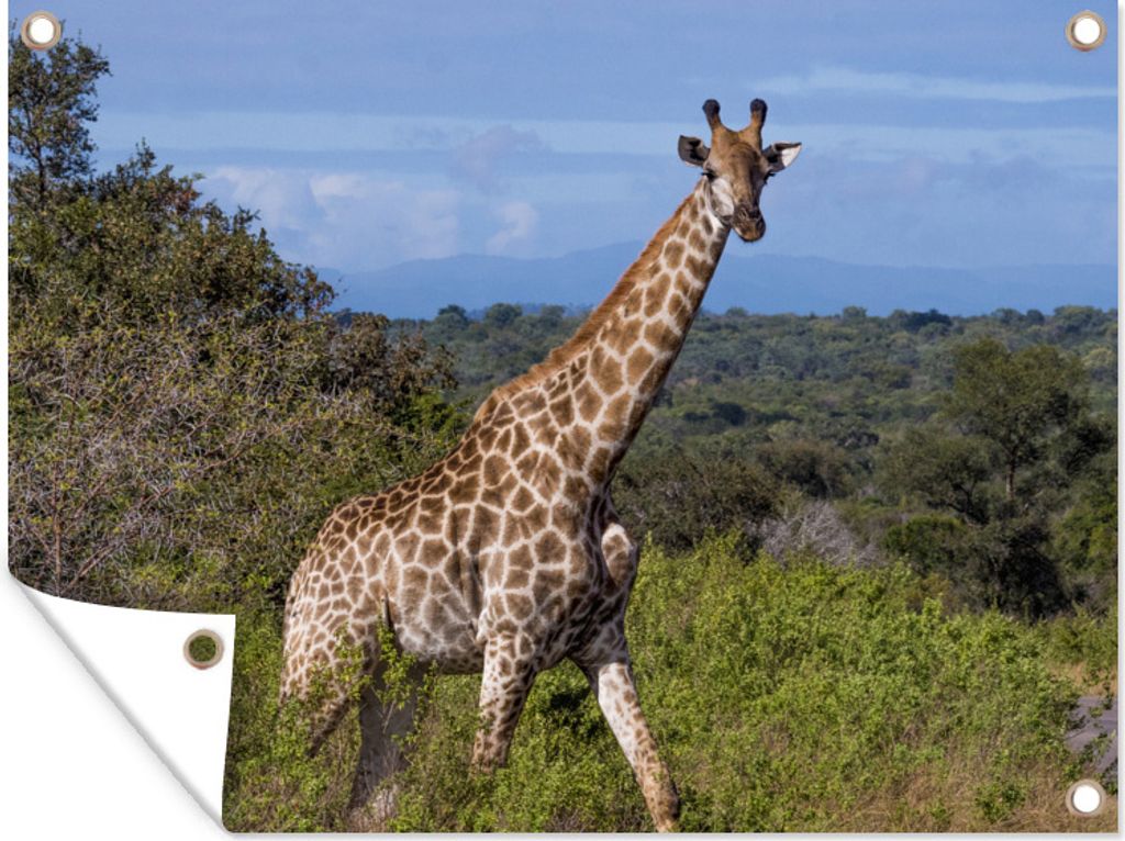 MuchoWow 40x30 cm Outdoor-Poster Gartendeko Sichtschutz Garten Poster für den Garten Giraffe - Pflanzen - Baum